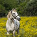 Licols pour vos chevaux