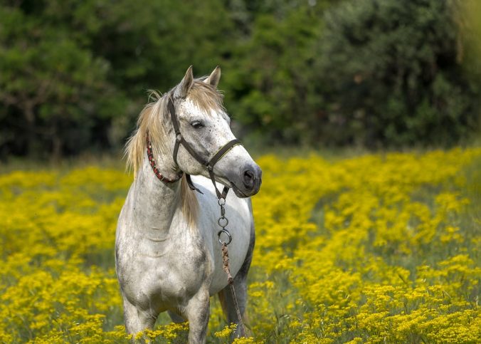 Licols pour vos chevaux