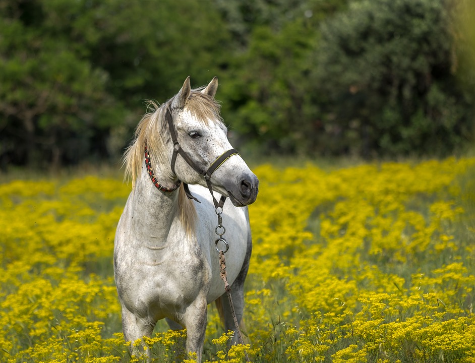 Licols pour vos chevaux